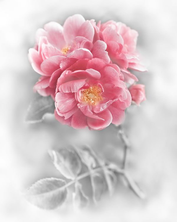 Яркий розовый цветок на белом фоне