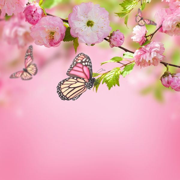 Розовые цветы и бабочка на ветке