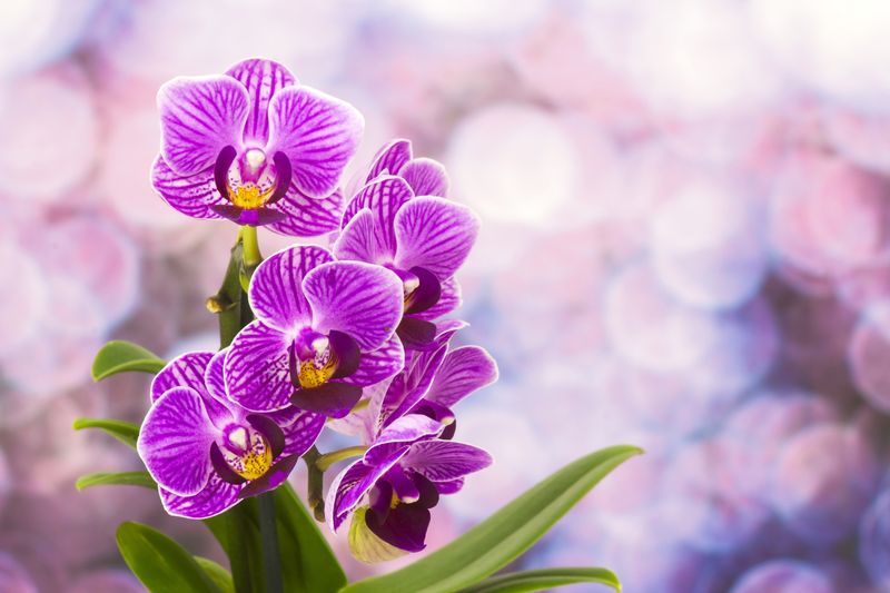 Фиолетовые орхидеи на фоне солнечных лучей