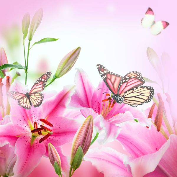 Розовые ццветы и бабочки на розовом фоне