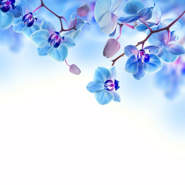 Синие свисающие орхидеи на белом фоне