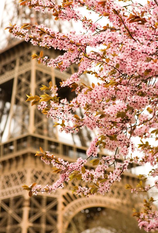Ветка сакуры в Париже на фоне Эйфелевой башни