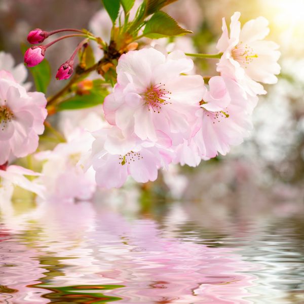 розовые цветки сакуры над поверхностью воды
