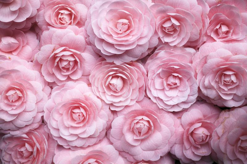 Плотный букет розовых роз