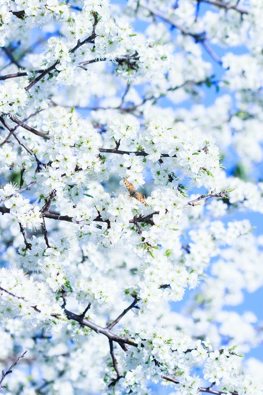 Цветение белой ветки дерева на фоне голубого неба