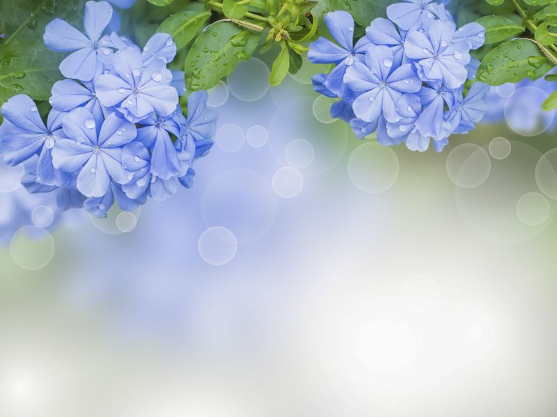 Голубые цветочки в солнечных лучах