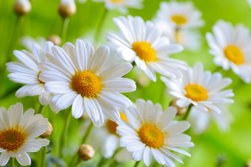 Фотообои Яркие ромашки на зеленом фоне купить на стену — Цены и 3D Фото ...