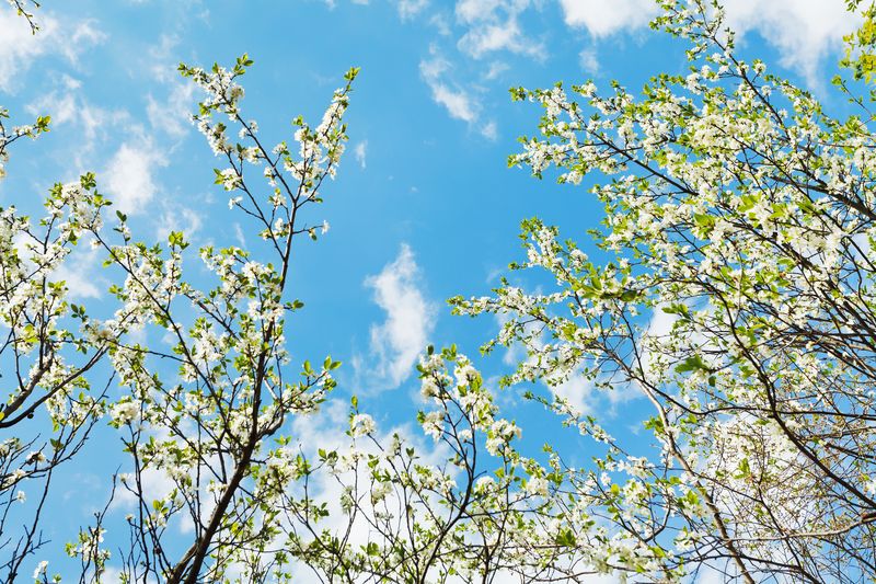 Небо и ветки цветущего дерева