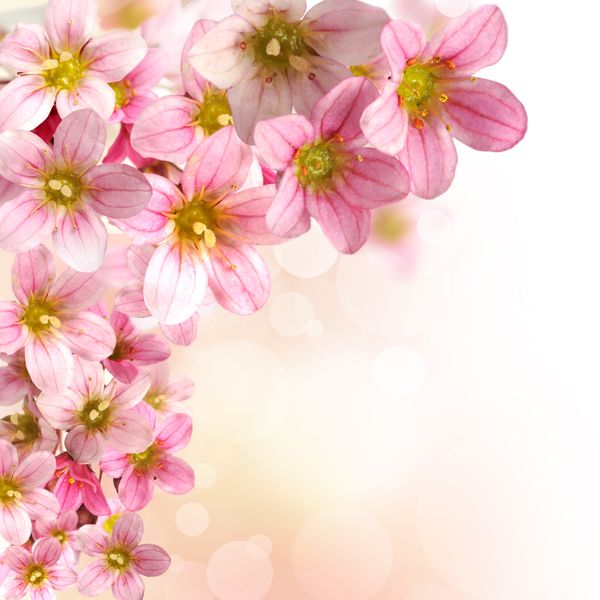 Розовые цветочки на размытом бежевом фоне