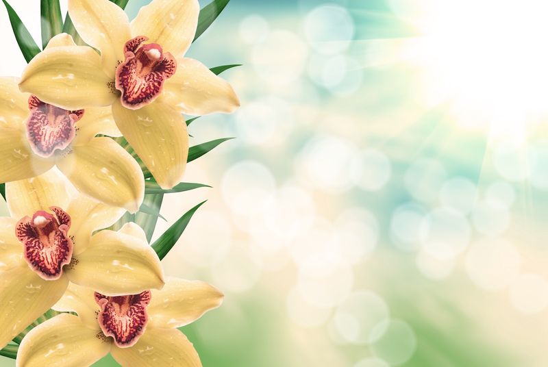 Желтые орхидеи в лучах летнего солнца