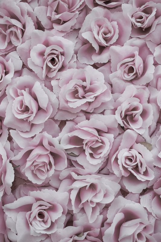 Стена из розовых роз
