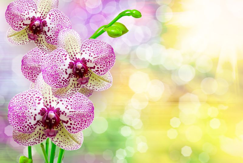 Фиолетовая орхидея в лучах солнца