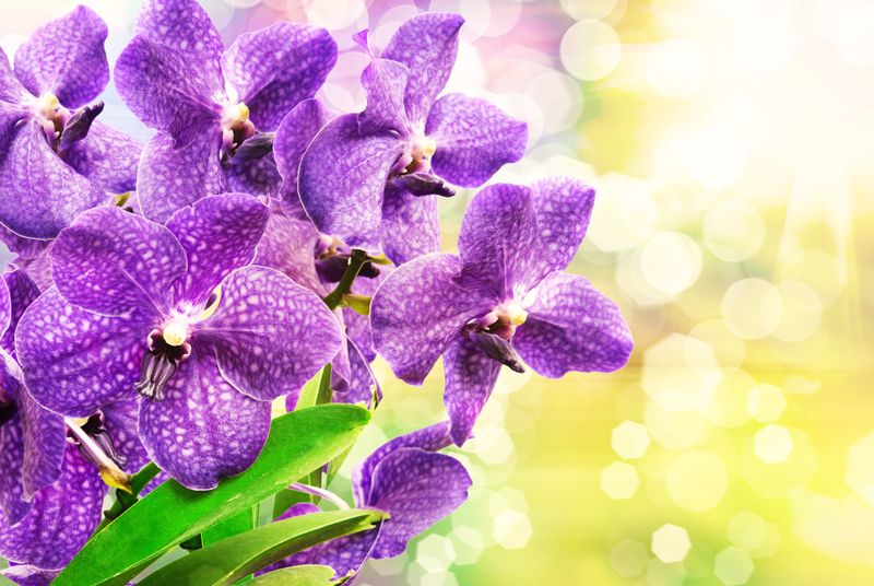 Фиолетовые орхидеи с зелеными листьями