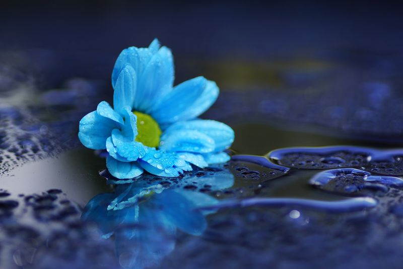 Голубой цветок на черной поверхности с каплями воды