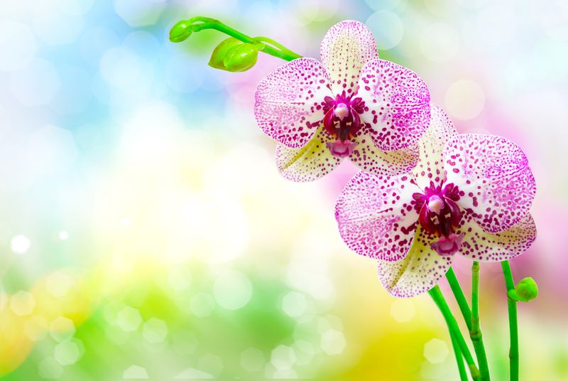 Красивые орхидеи на фоне солнечных лучей