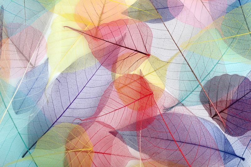 Разноцветные прозрачные листья