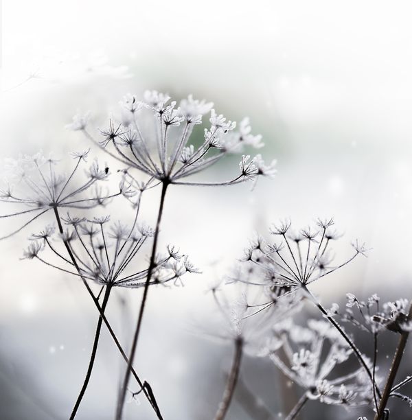 Белые парашюты цветов