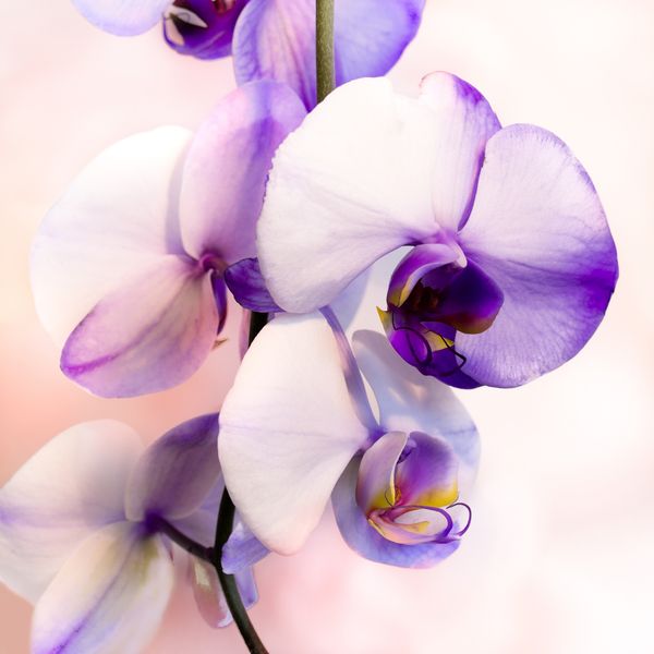 Сиреневая орхидея крупным планом