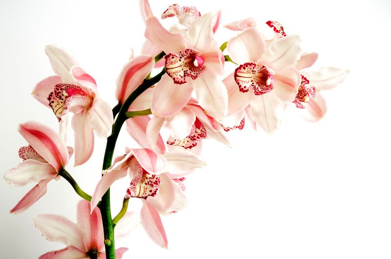 Нежная орхидея на белом фоне