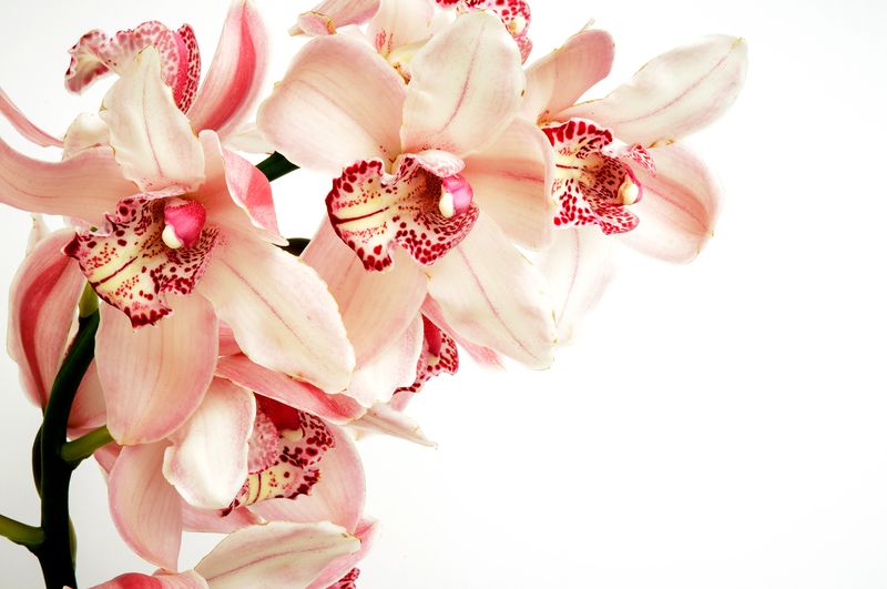 Нежная орхидея на светлом фоне