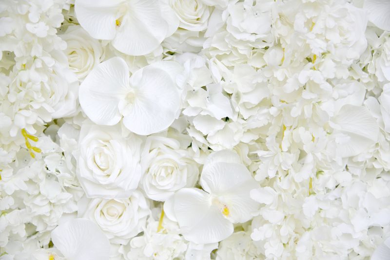 Разные белые цветы