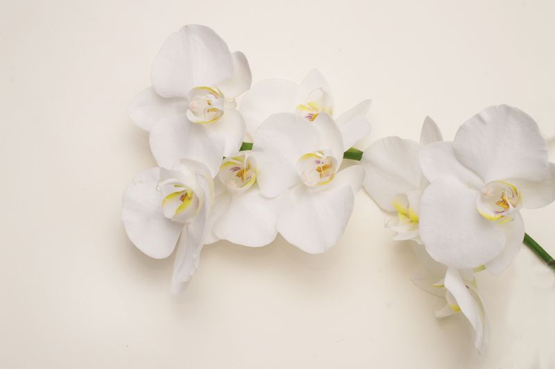 Белая орхидея на светлом фоне