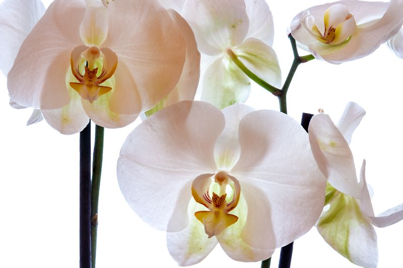 Белые орхидеи крупным планом