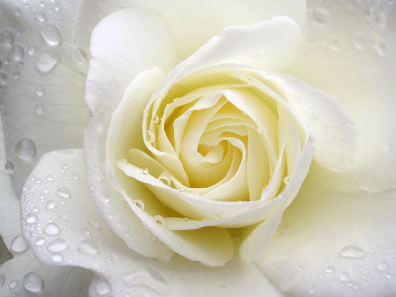 Белая роза с каплями воды крупным планом