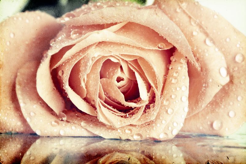 Чайная роза с каплями воды на зеркальном столе