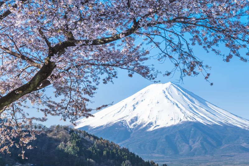 Сакура на фоне горы