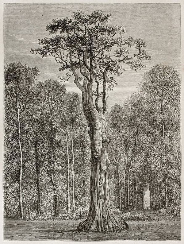 Высокое дерево