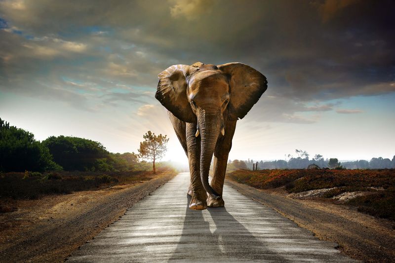 3Д слон на дороге
