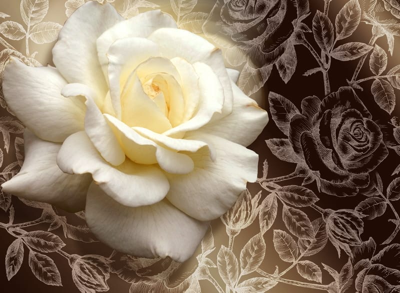 Красивая чайная объемная роза