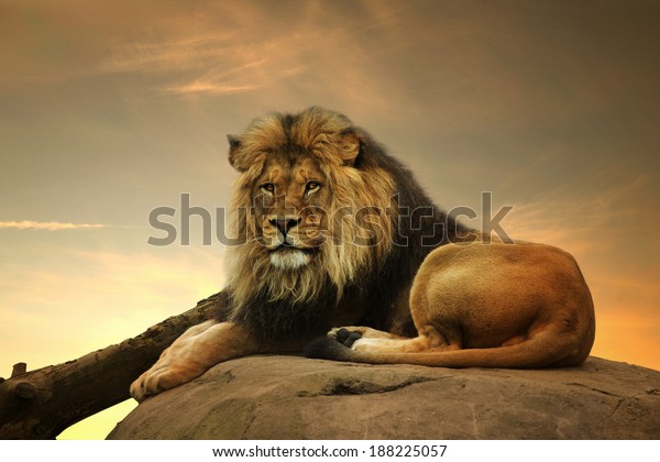 Величественный лев на закате
