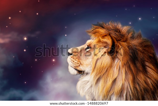 Лев на фоне звездного неба