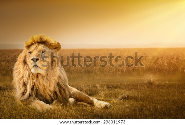 Лев и лучи солнца