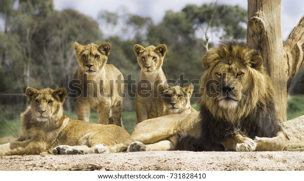 Лев с львицей и львятами