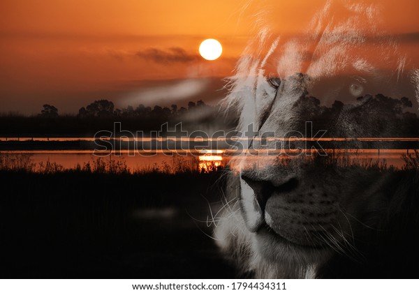 Тень льва и красный закат