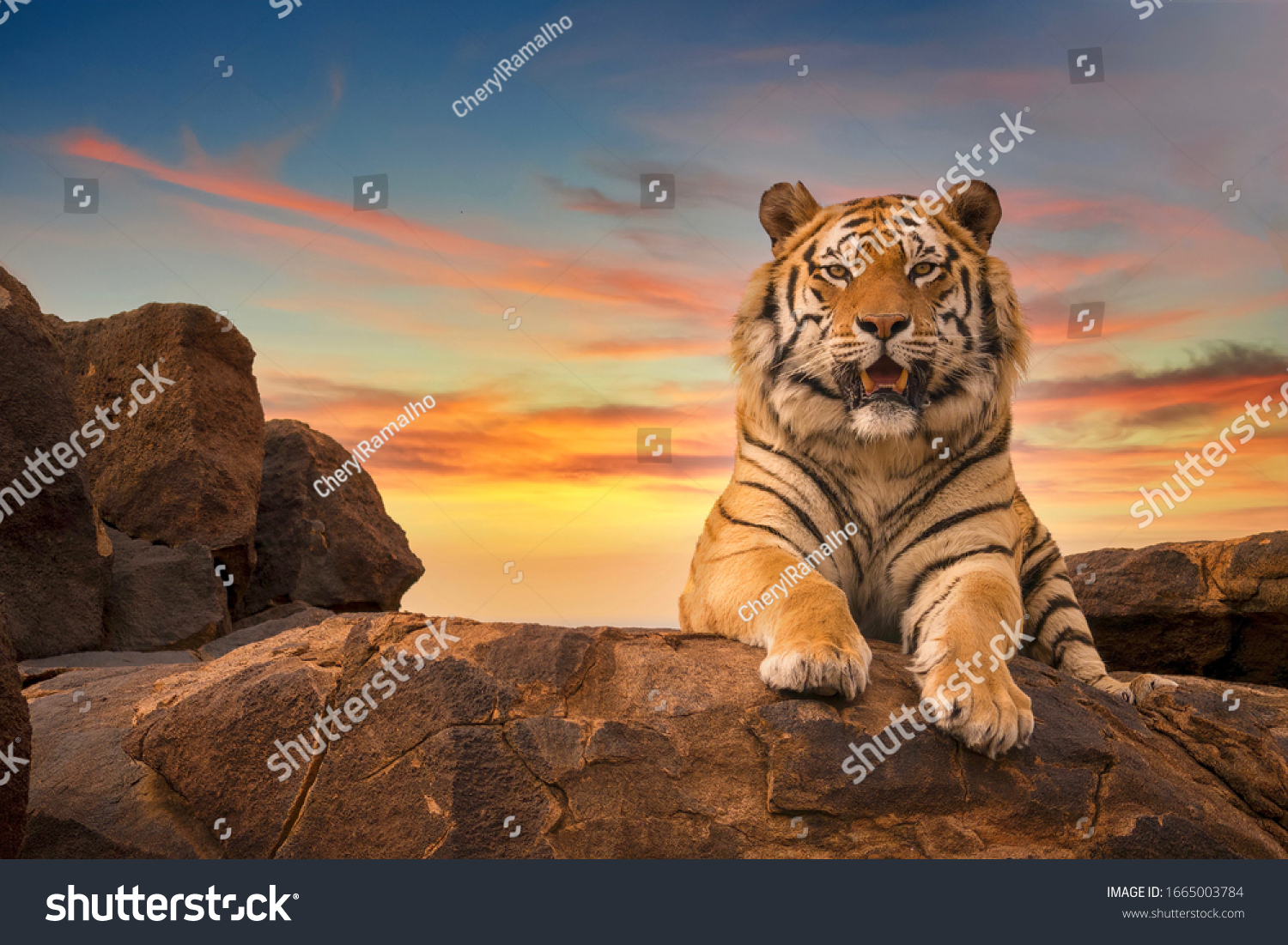 Тигр на скале на закате