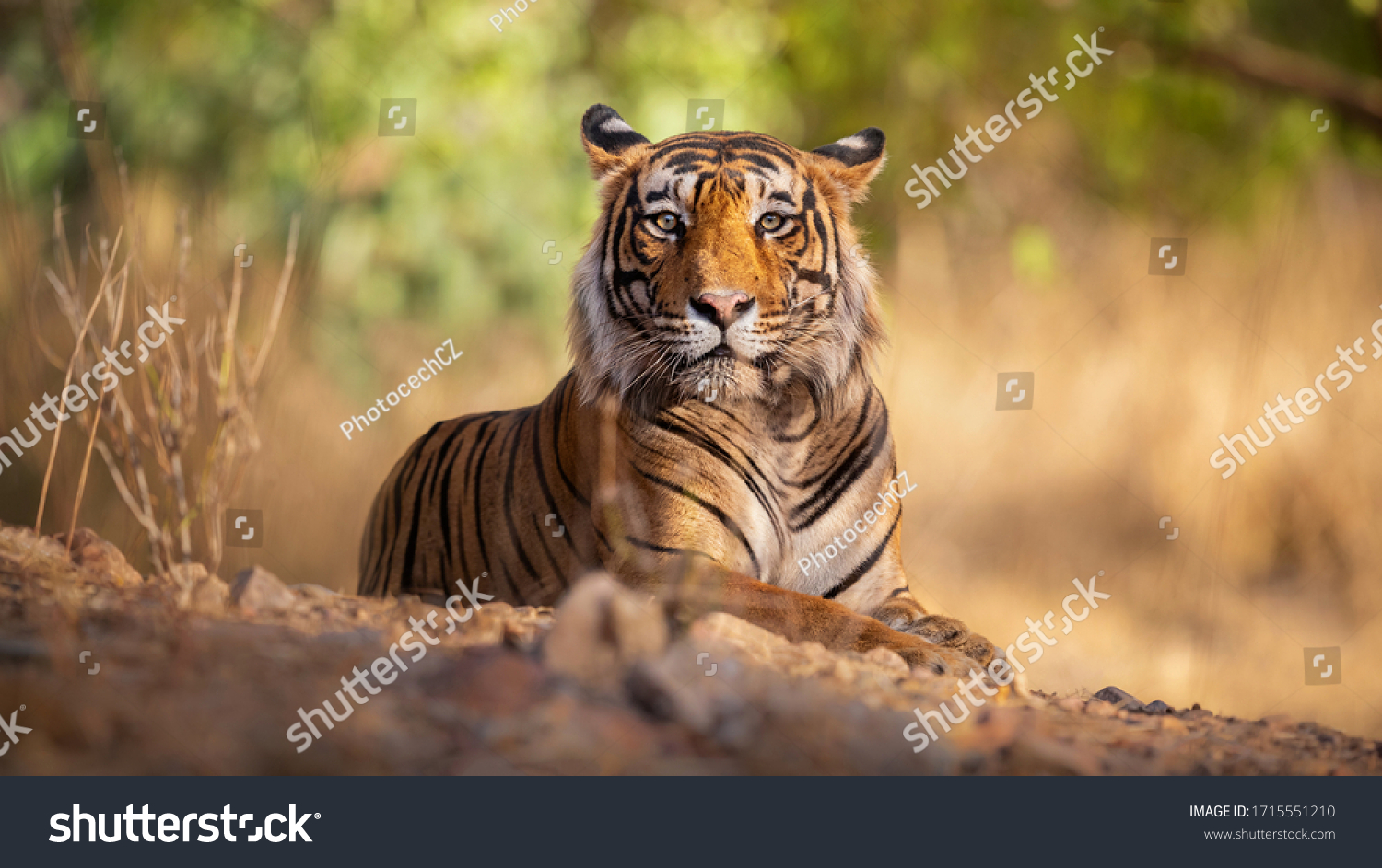 Тигр в траве солечным днем