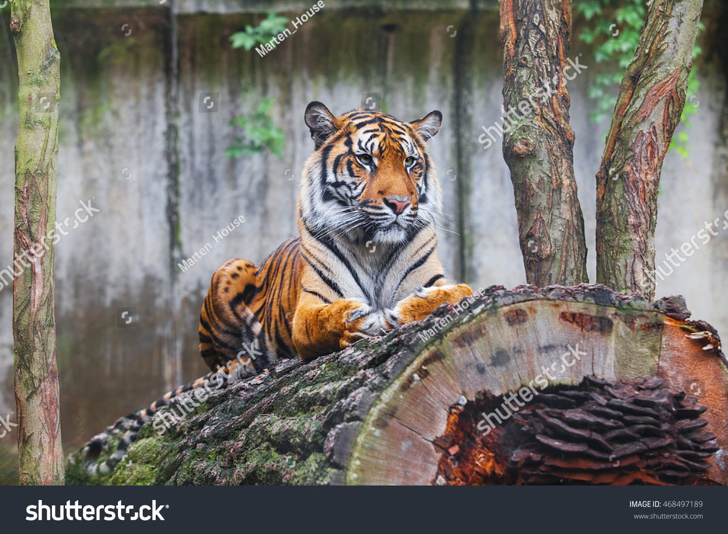 Тигр лежит на дереве