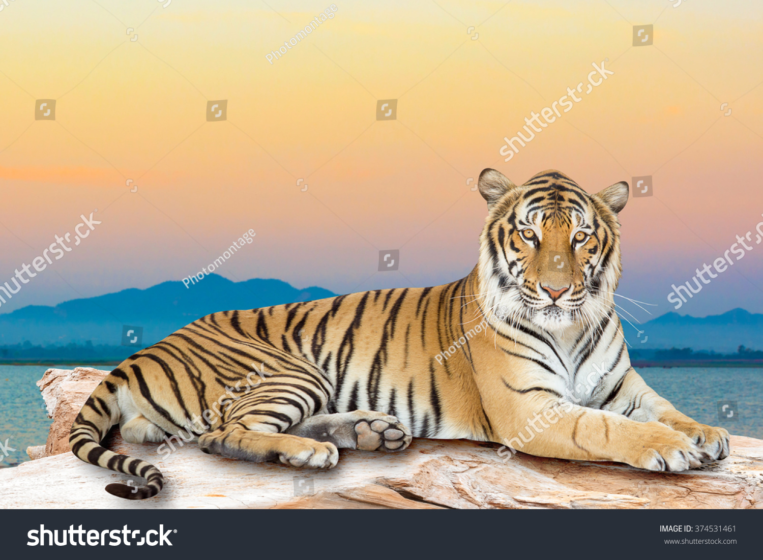 Тигр на фоне заката