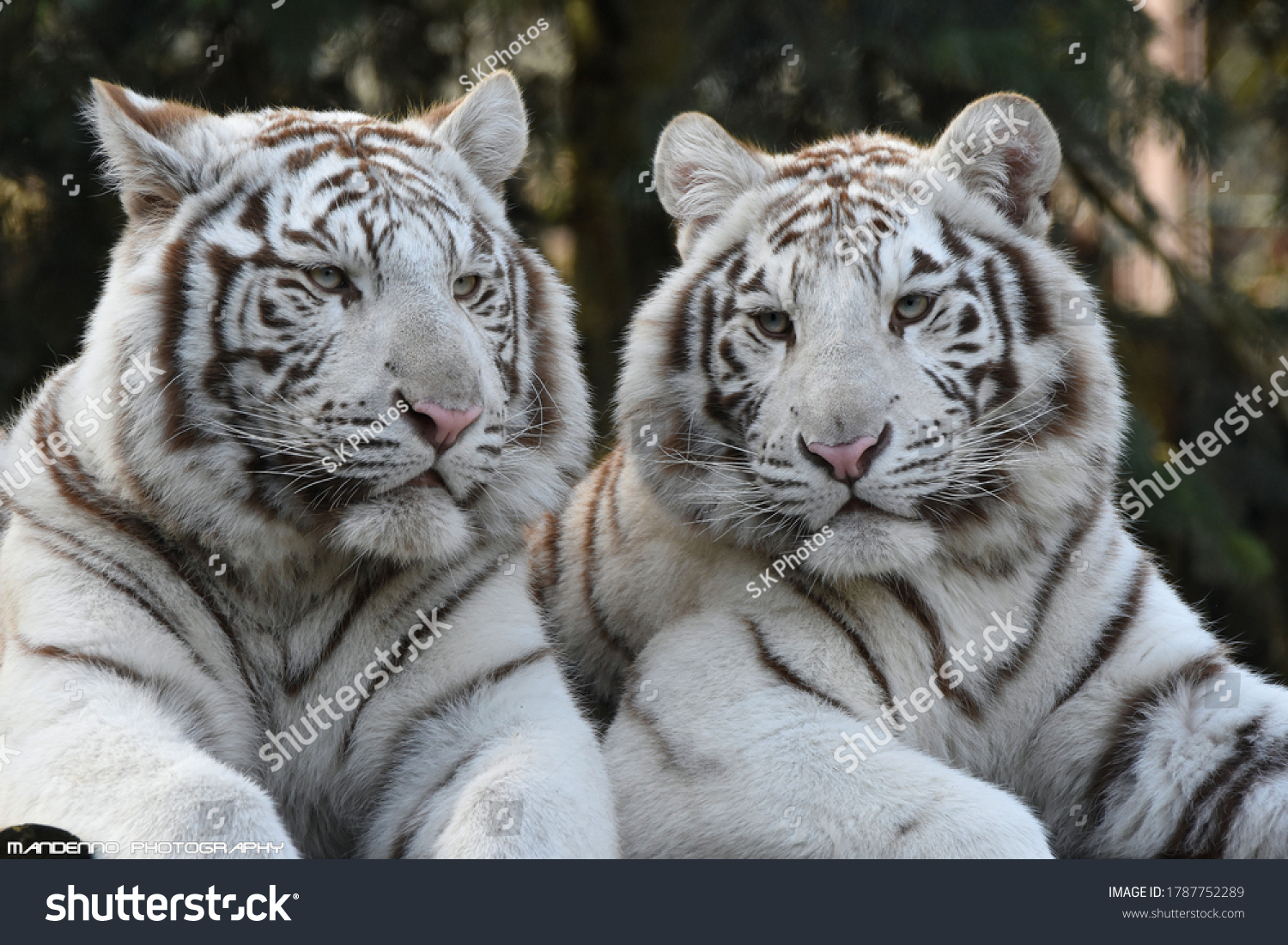 Два белых тигра лежат рядом