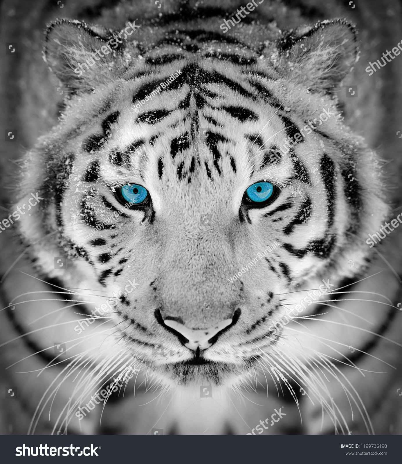 Белый тигр крупным планом