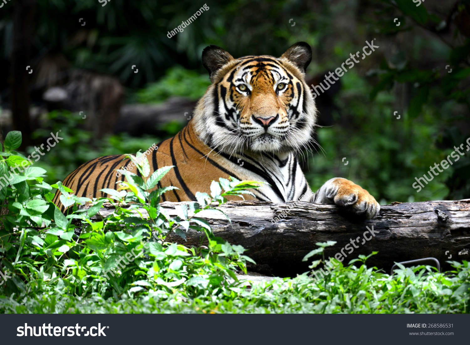 Тигр в кустах на дереве