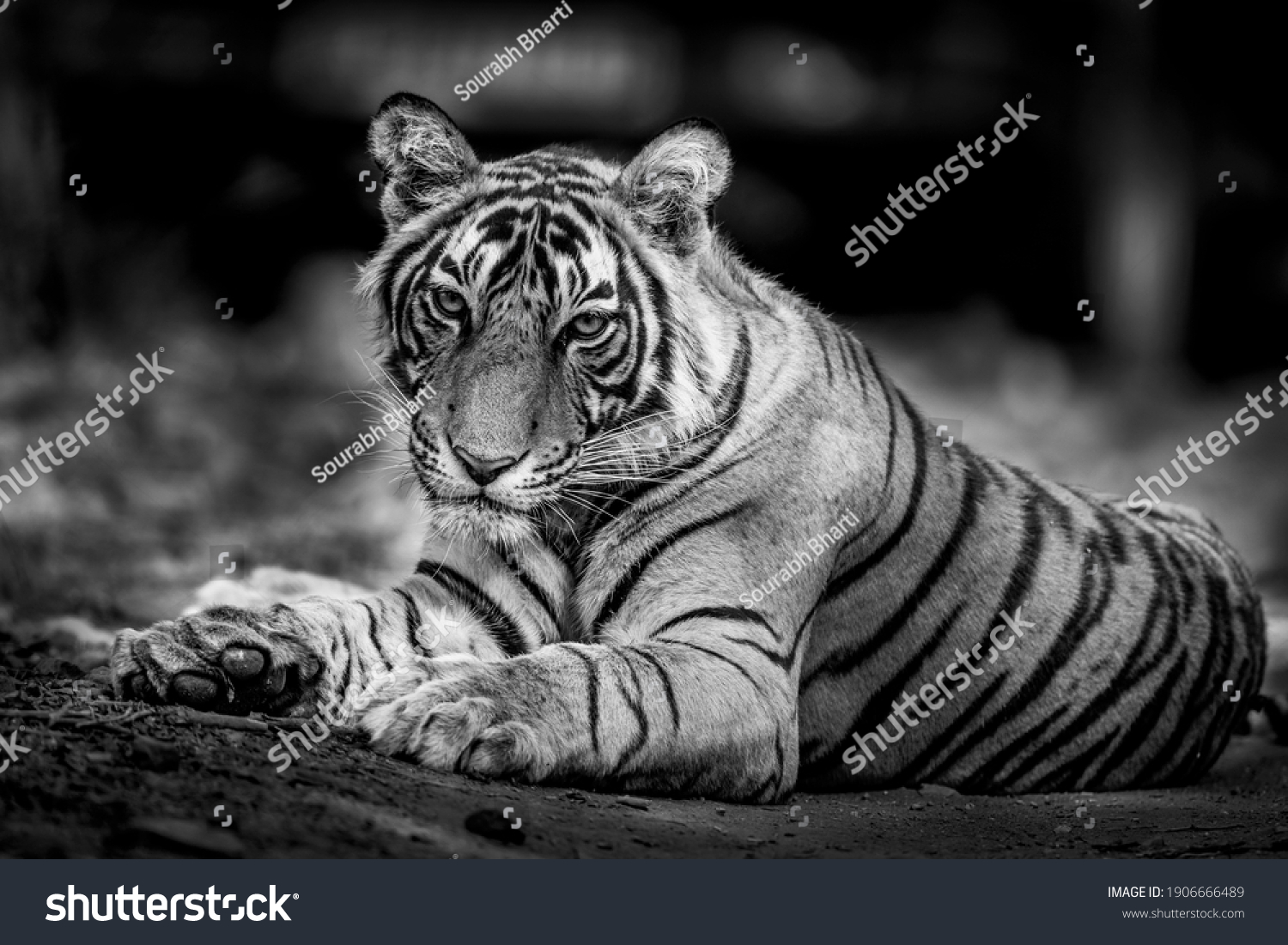 Черно-белый тигр