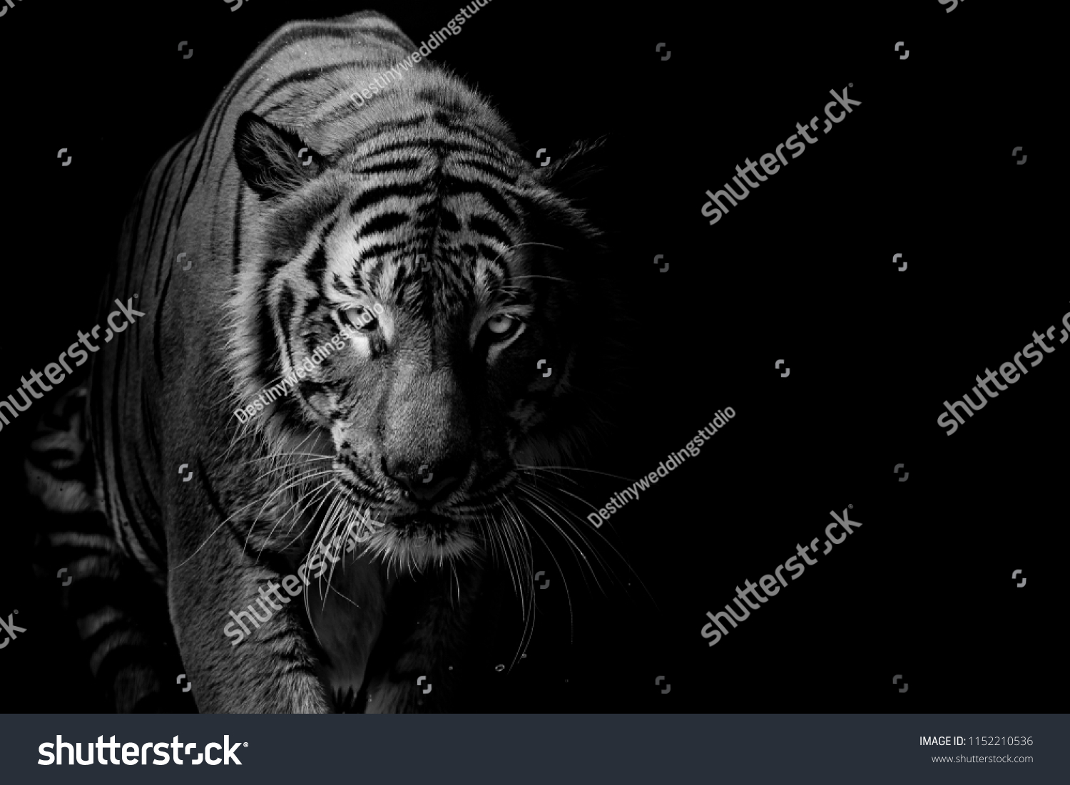 Тигр выходит из темноты
