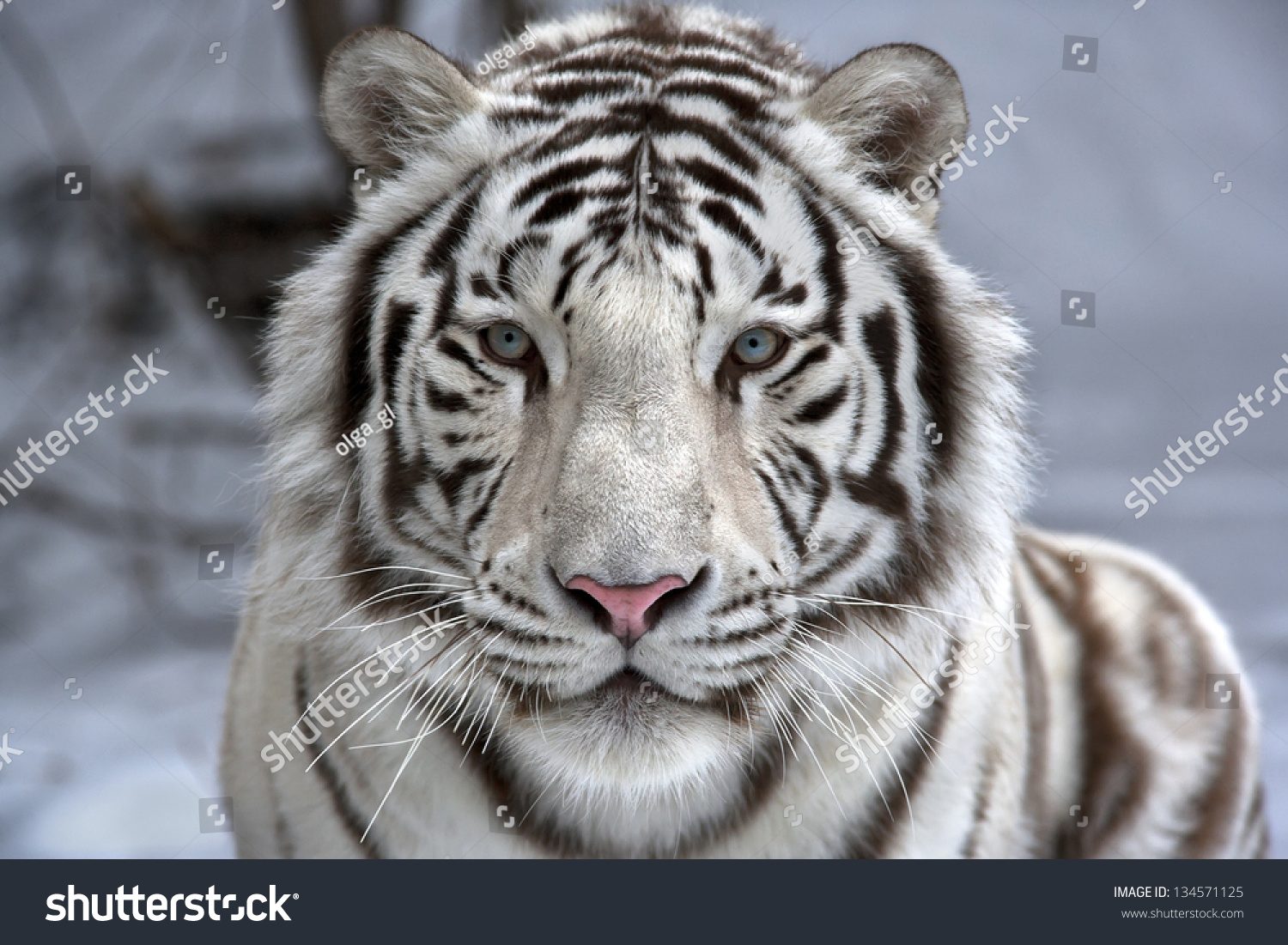 Белый тигр на фоне снега