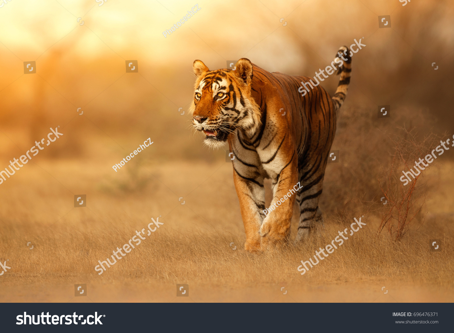 Тигр в саванне