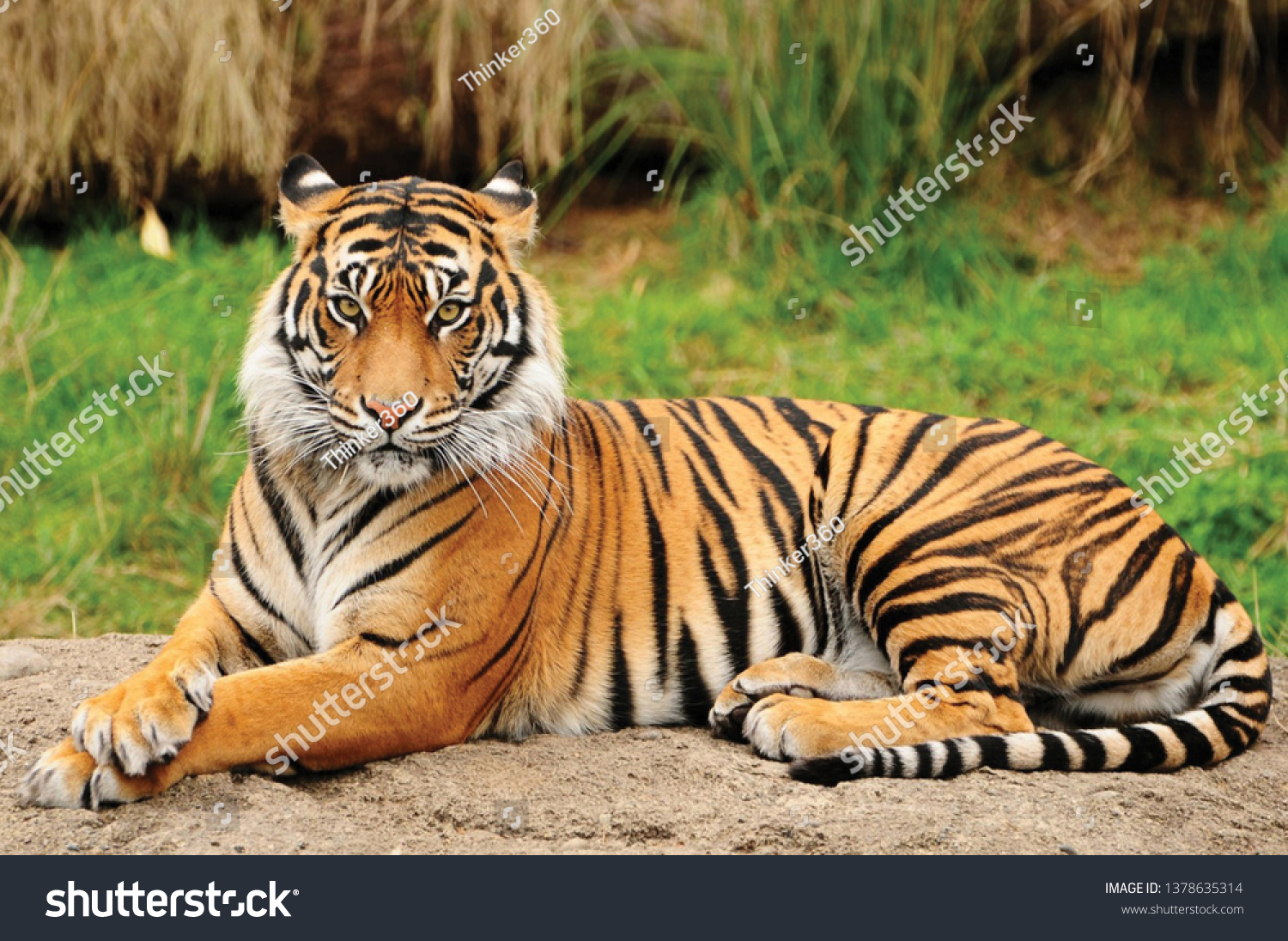 Лежащий тигр